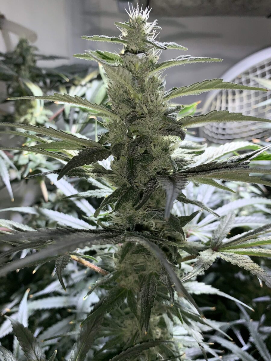 trainwreck strain being grown indoors in a grow tent