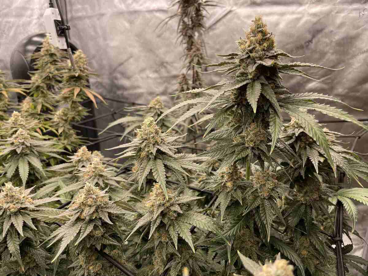Gmo Cookies Strain Review