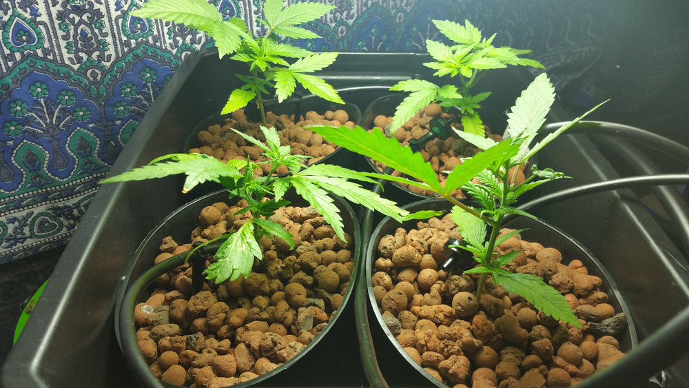 Growing Marijuana Hydroponically Indoors Using Water