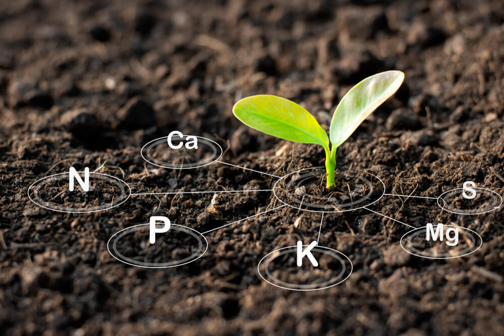 the main nutrients for cannabis are potassium, phosphorus and nitrogen