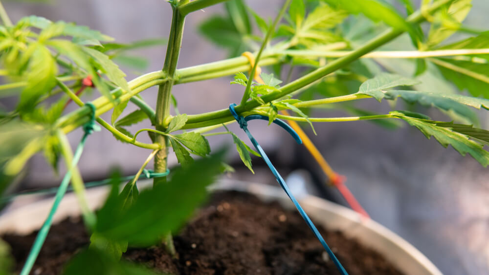 Cannabis plant undergoing LST training during the veg stage