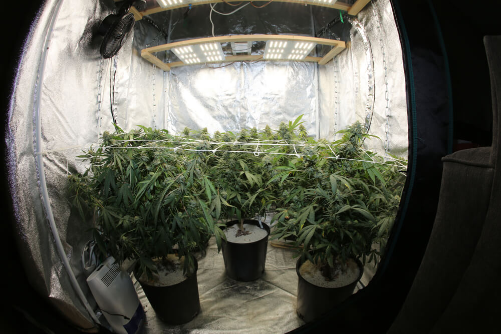 Growing Pains: Setting Up Your Grow Space
