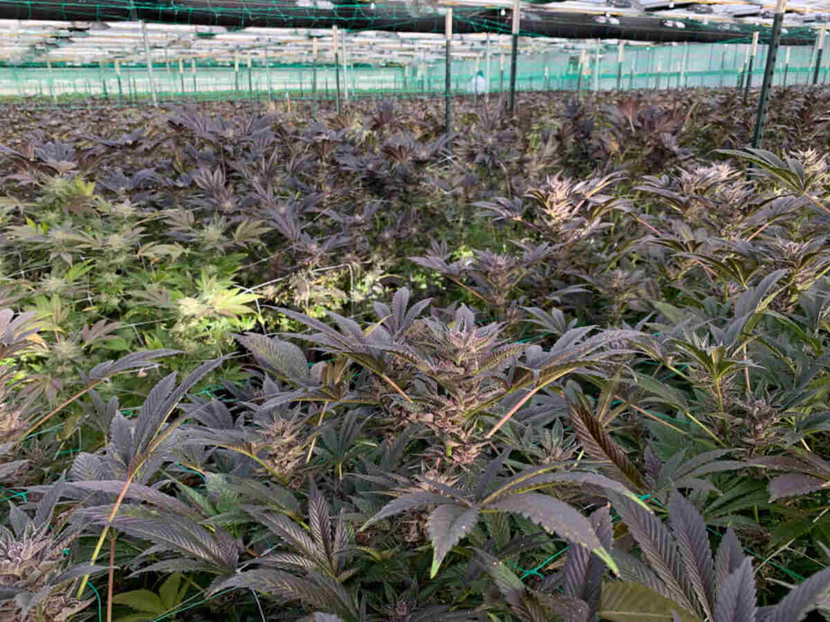 Forbidden Fruit cannabis strain greenhouse grow with scrog net