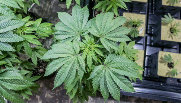 vegetative stage of weed plant