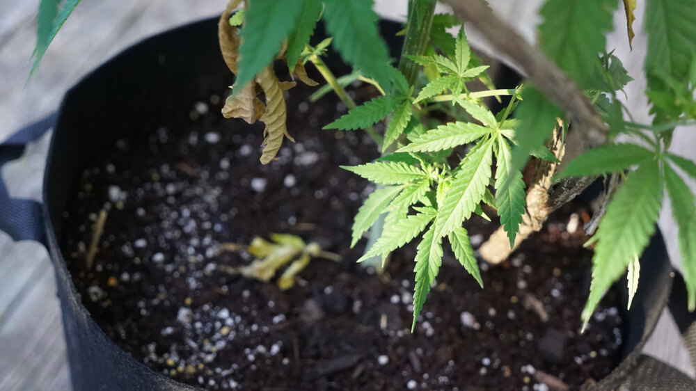 Cannabis plant with fertilizer