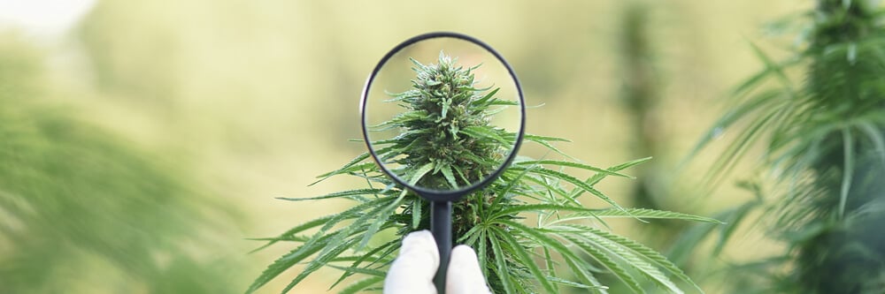 checking a cannabis plant close up with a magnifying glass to assess trichome ripeness