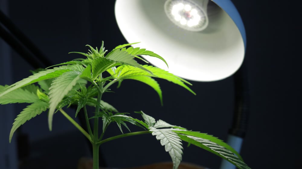 cannabis plant under LED light during the vegetative stage of growth