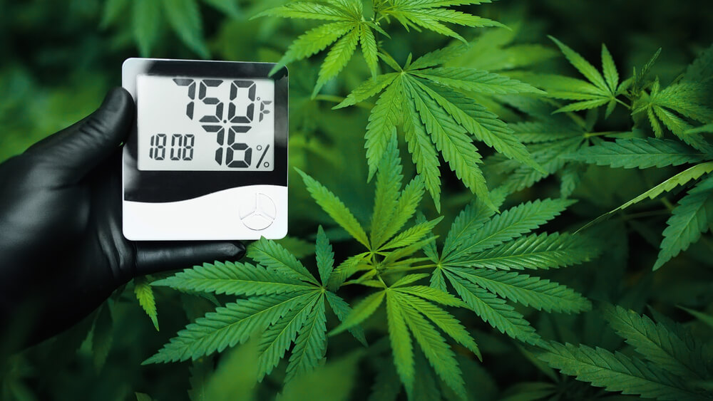 Thermometer in front of cannabis plant showing Ideal temperature for cannabis during the vegetative stage