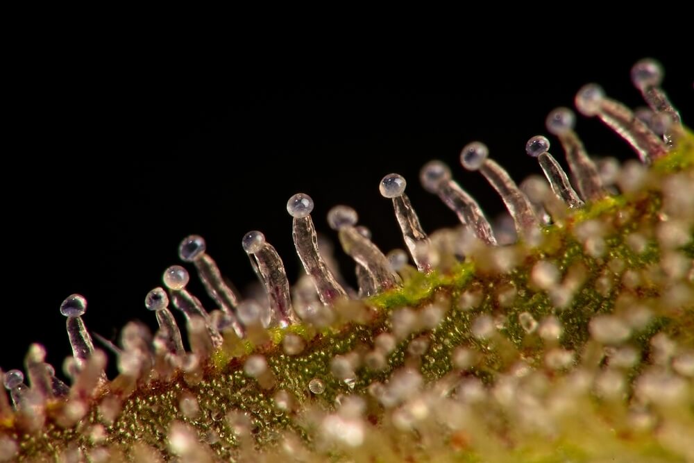 Close of of trichomes on a cannabis plant