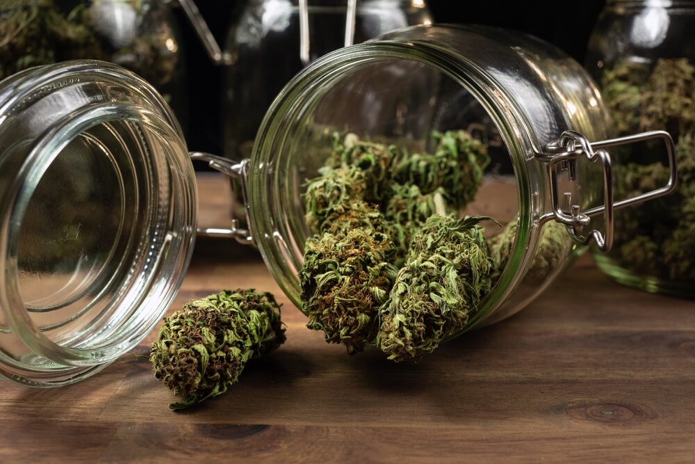 Cannabis buds in jar going through the curing process