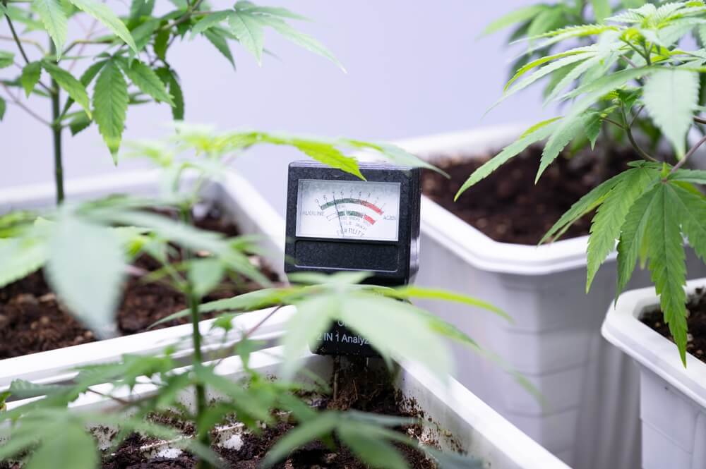 ph meter used in soil of cannabis plants