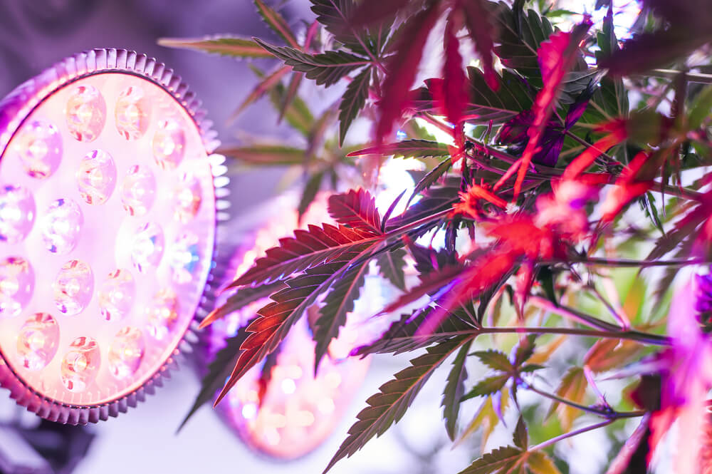 Cannabis grow lights directed at cannabis plant