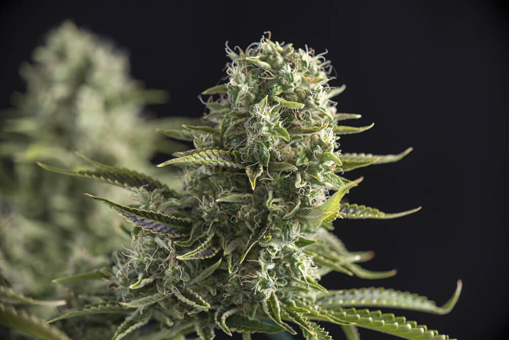 The cannabis flowering stage week by week