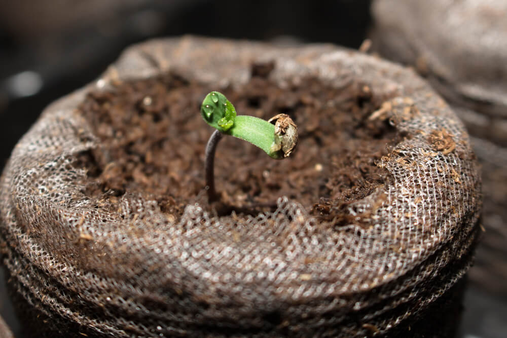 A Guide To Cannabis Soil and Solid Growth Mediums