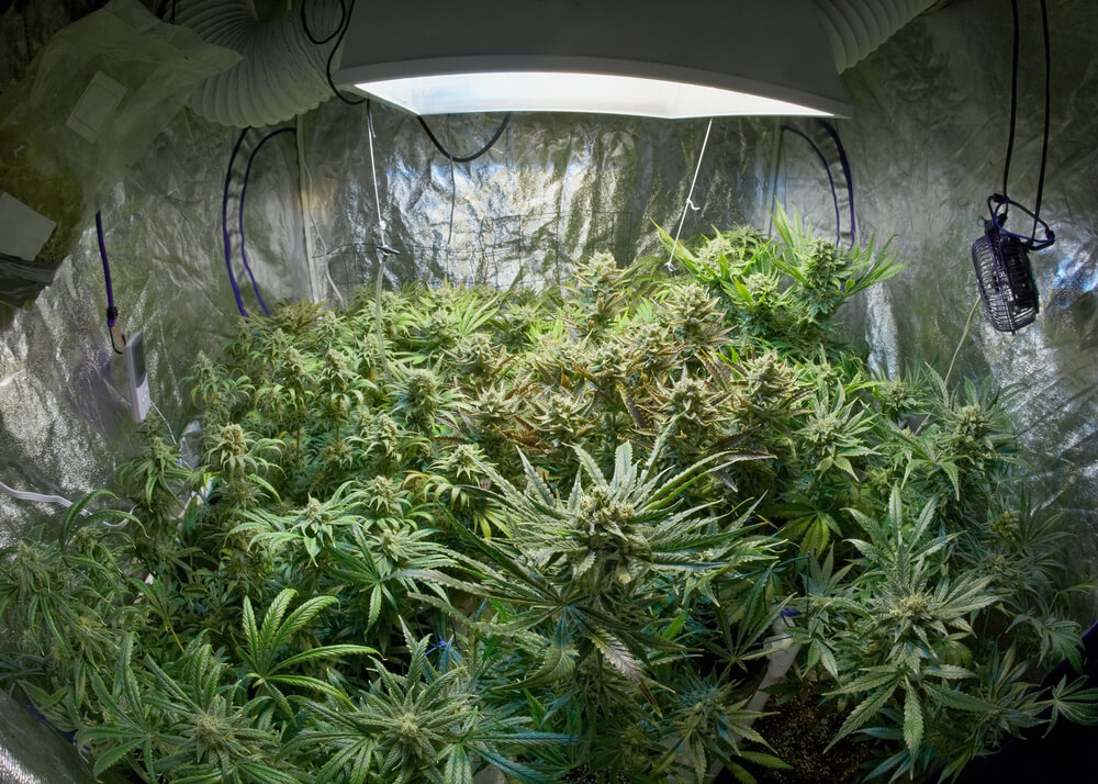 Cannabis plants in a shed with a large light on the ceiling with fans and a ventilation system.