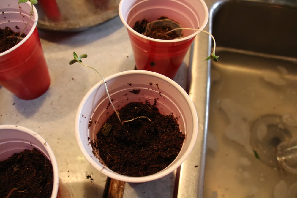 marijuana seedlings stretching