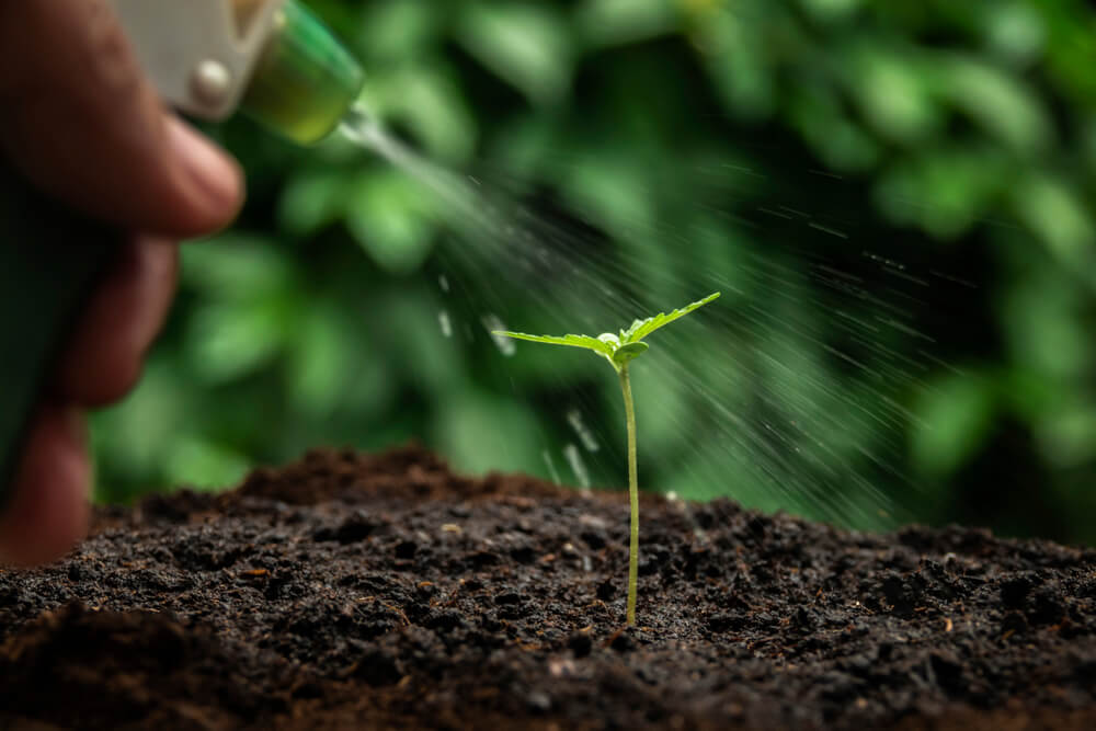watering cannabis seedling planted in soil