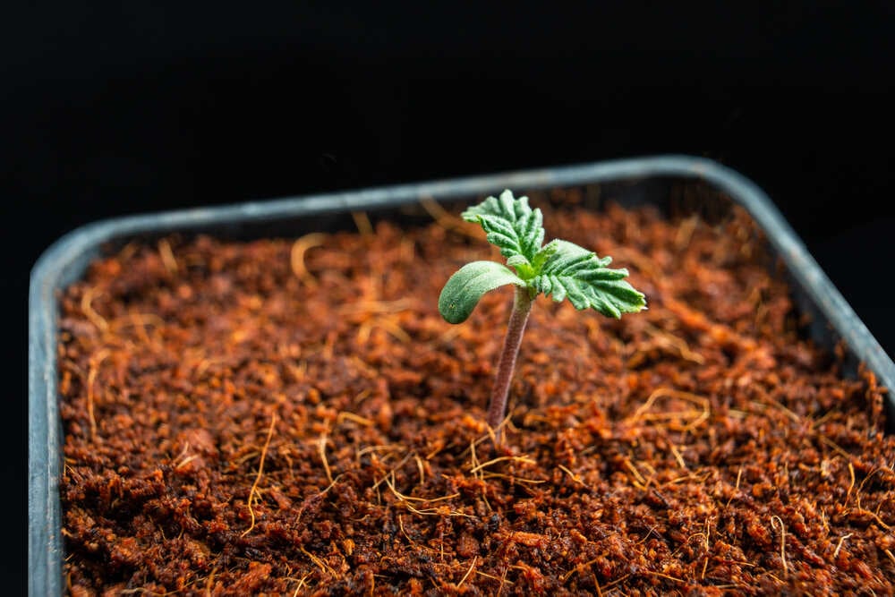 cannabis seedling growing in a pot