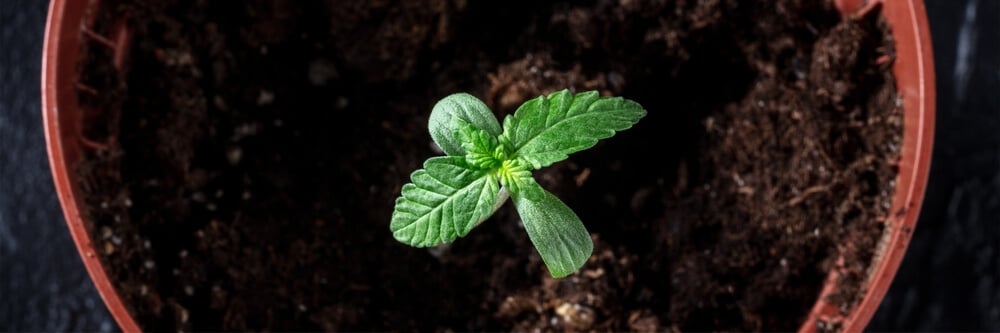 cannabis seedling growing in plastic pots in soil