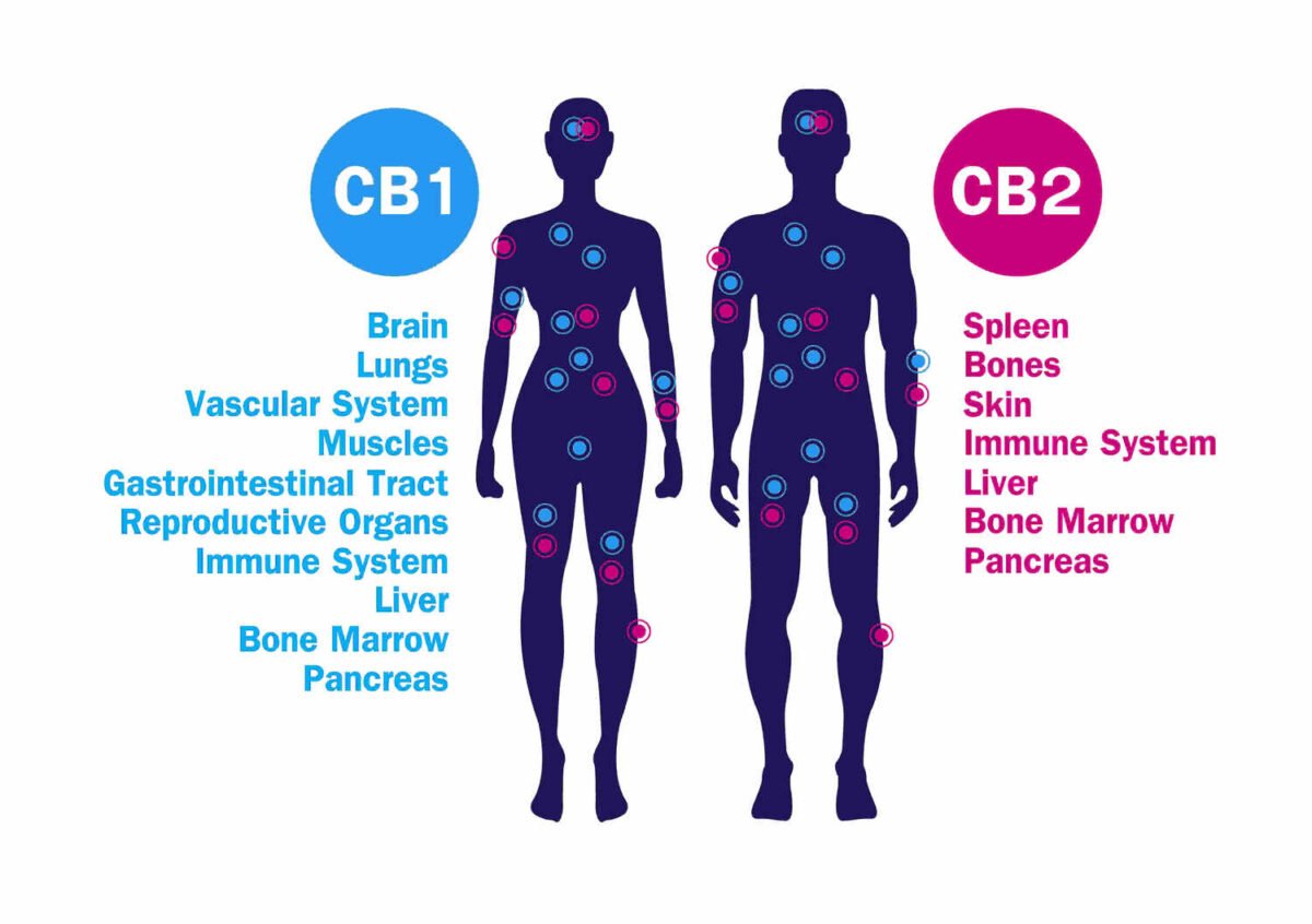 CB1 and CB" receptor locations on the human body that up the endocannabinoid system