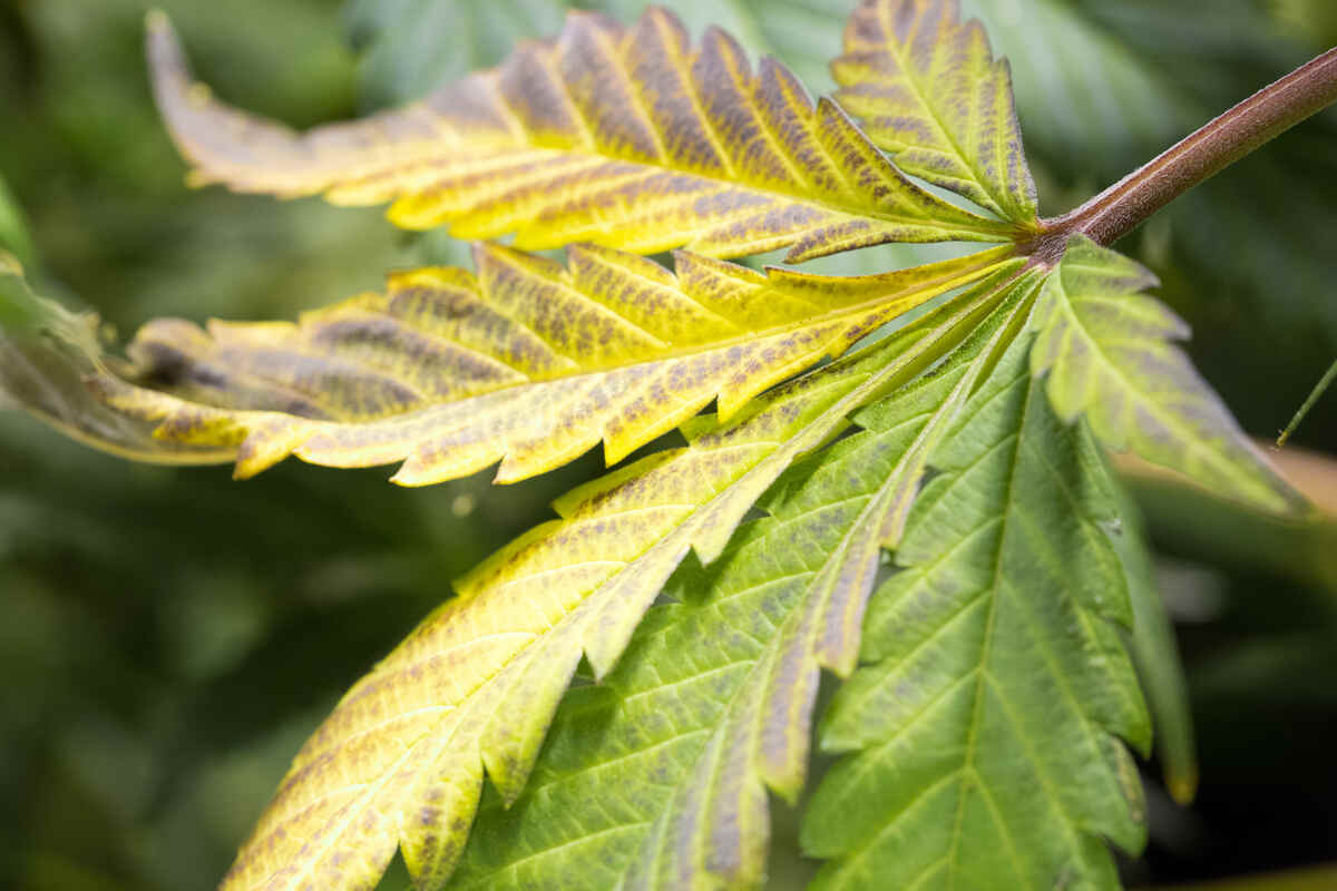 Cannabis leaves turning yellow.