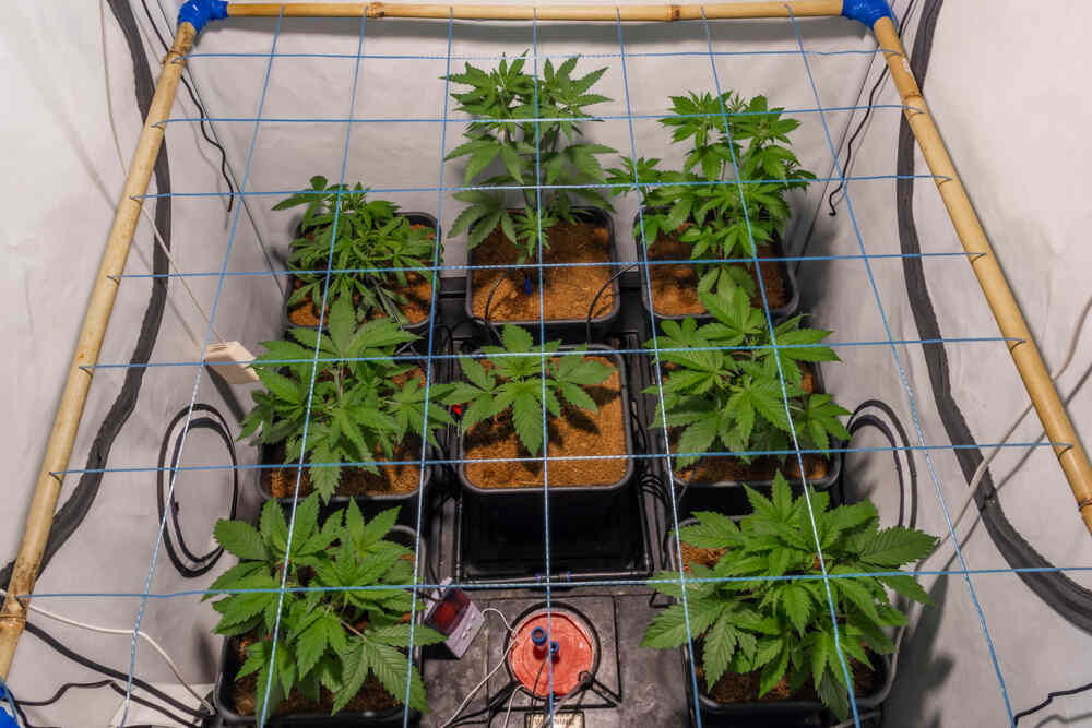diy scrog net installed on indoor cannabis tent