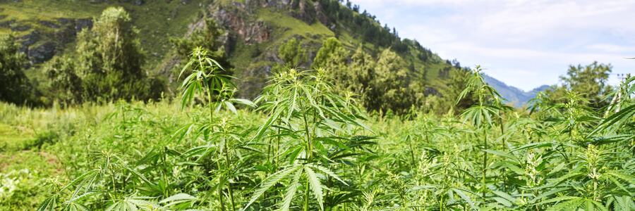 Cannabis Growing on a hill