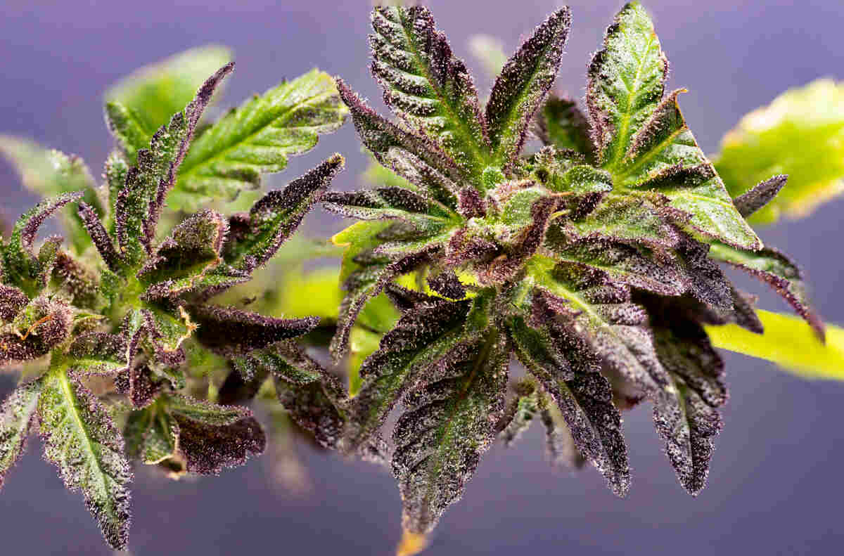 Durban Poison Strain Plant