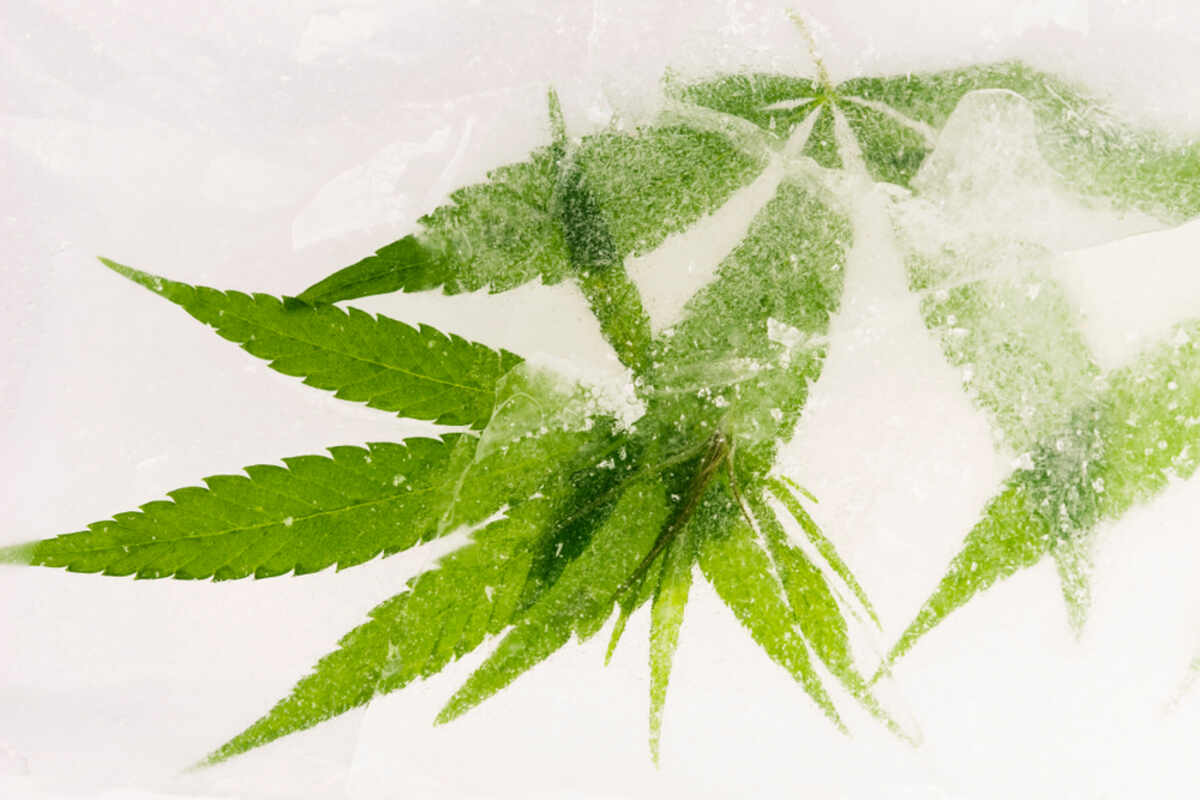 Cannabis leaf frozen
