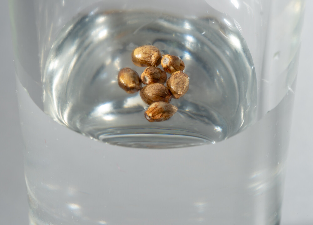 germinating cannabis seeds in a glass of water
