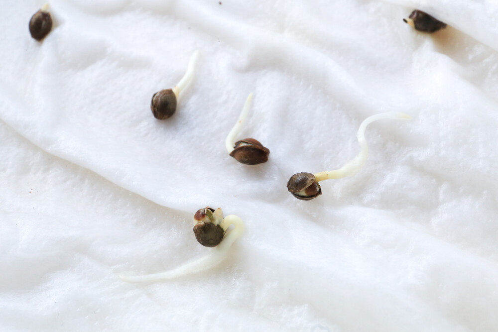 germinating cannabis seeds using wet paper towels