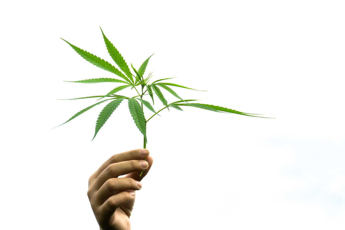 Hand holding up a piece of cannabis plant.
