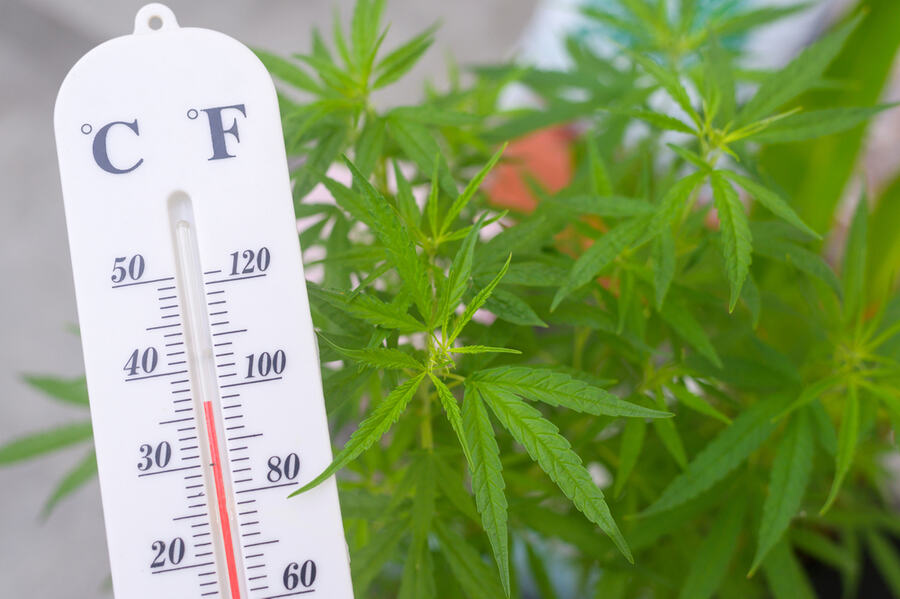 Cannabis plant