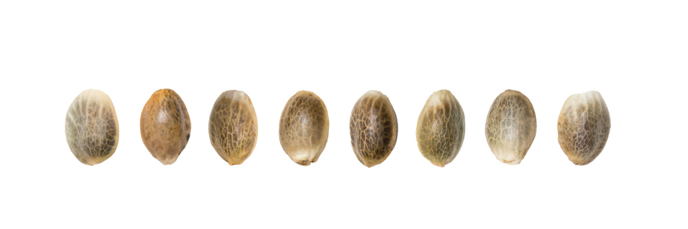 good quality cannabis seeds