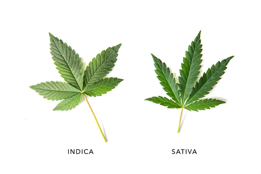 Indica cannabis leaf and Sativa cannabis leaf comparison