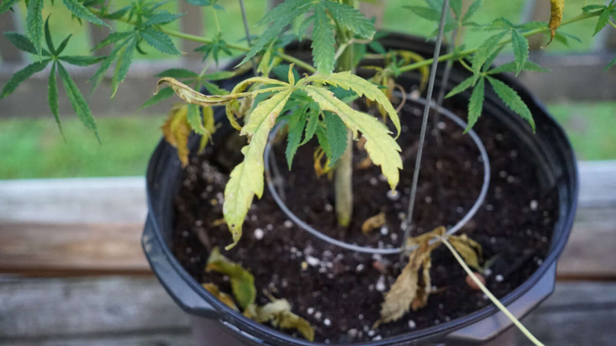 Cannabis plant with a lack of leaves and weak yellow leaves
