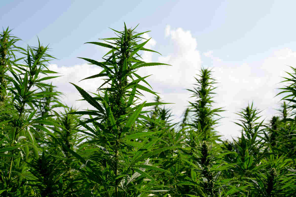 Sativa Cannabis plants