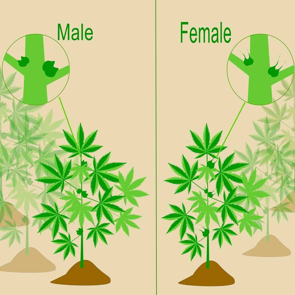 The Difference Between Male and Female Weed Plants