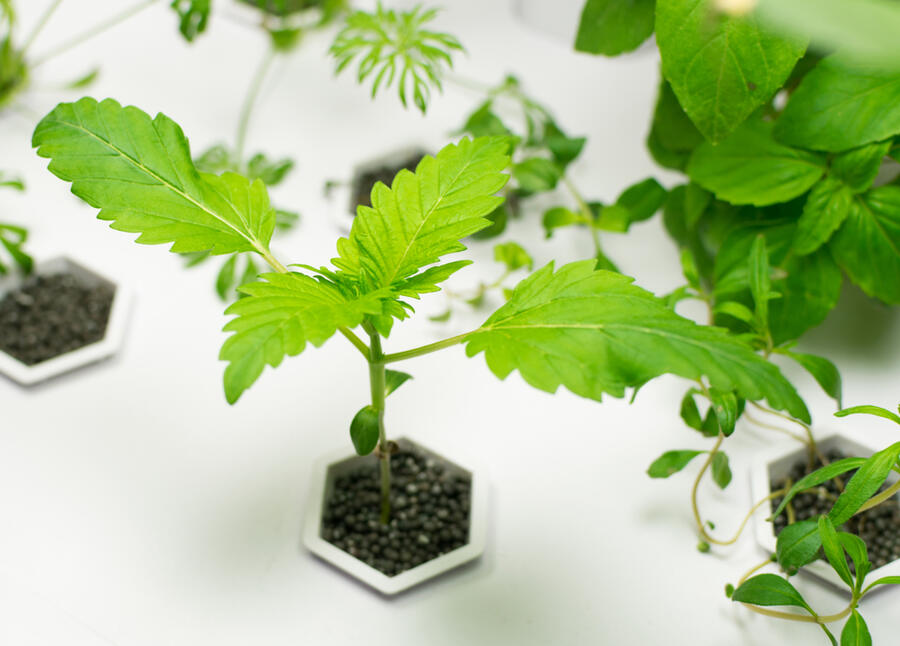 Marijuana plants growing in Hydroponics