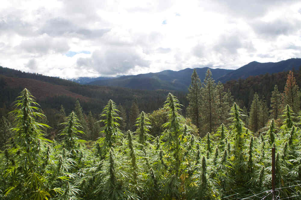 Cannabis growing on a hill