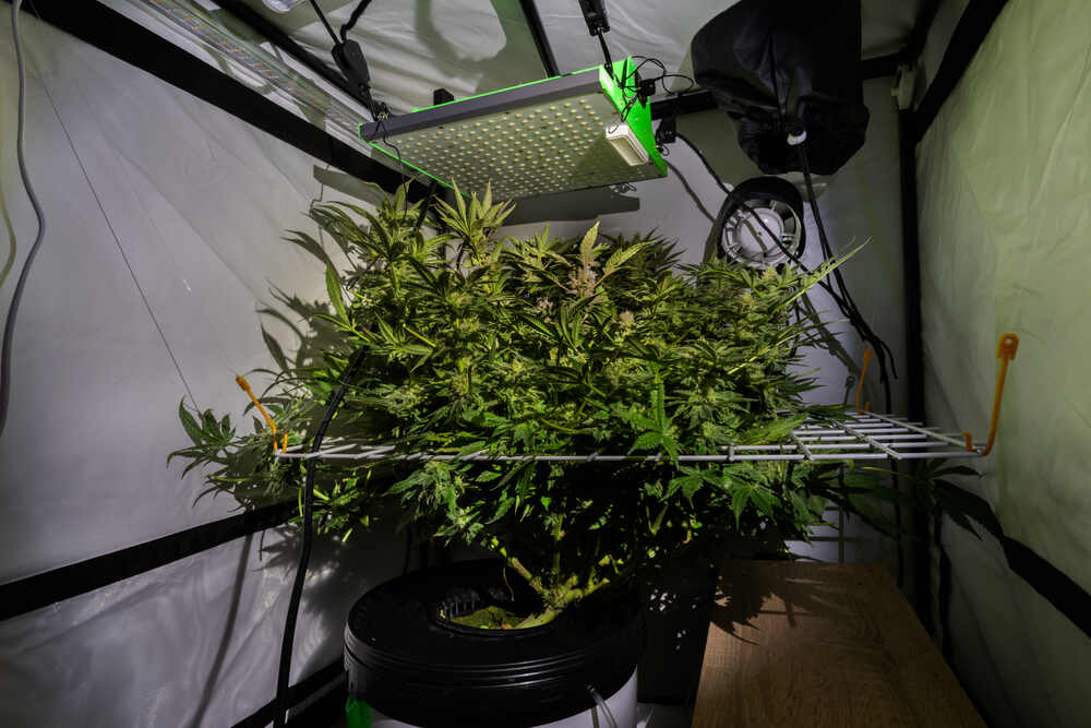 single pot scrog net being used on a cannabis plant in a tent