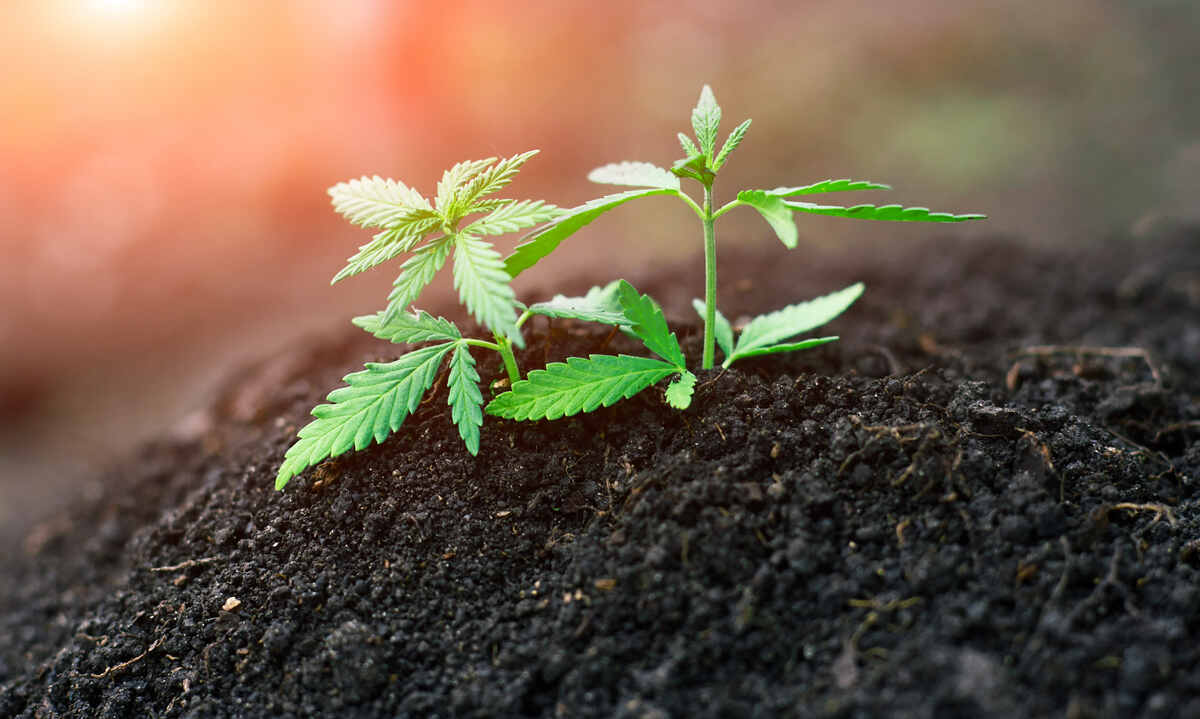 Small cannabis plant in soil