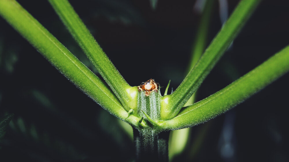 When to start fimming cannabis?