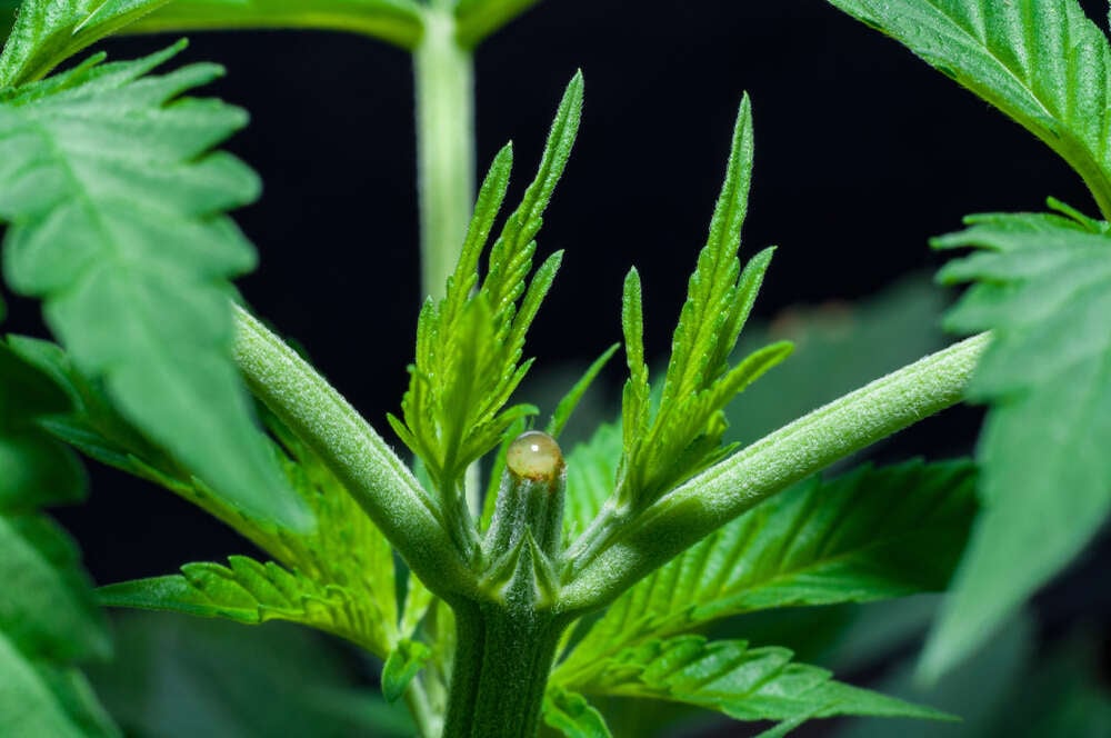 genopfyldning skøjte dragt When and how to top cannabis to increase yield - MSNL Blog