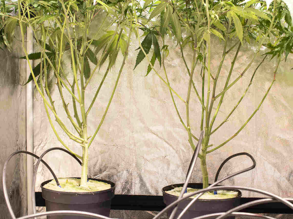 Cannabis plant with watering system
