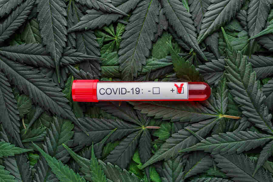 COVID and The Home-Growing Cannabis Market