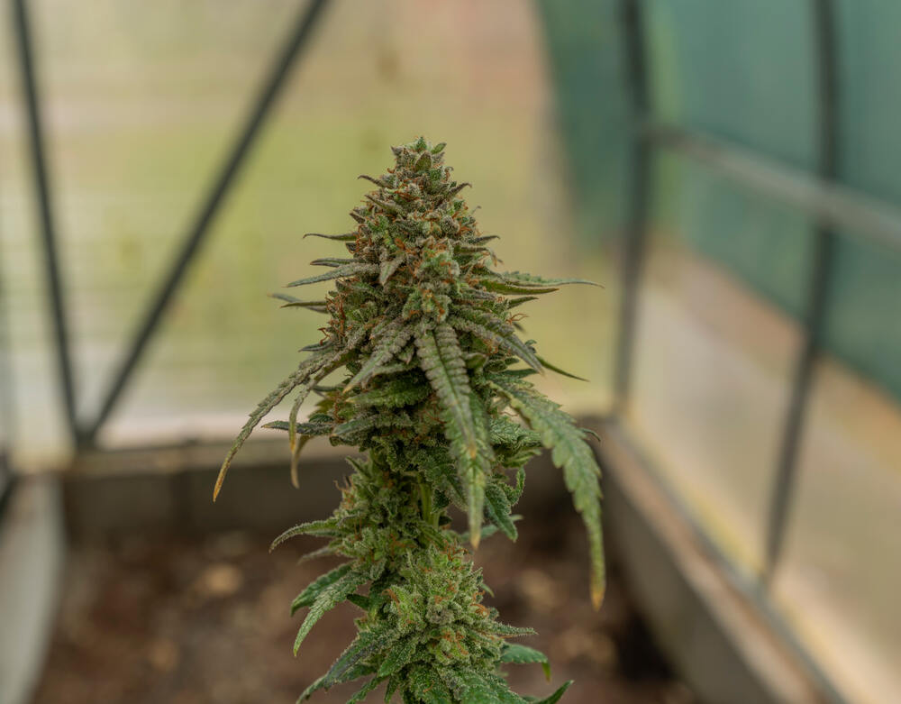 bruce banner strain greenhouse grow