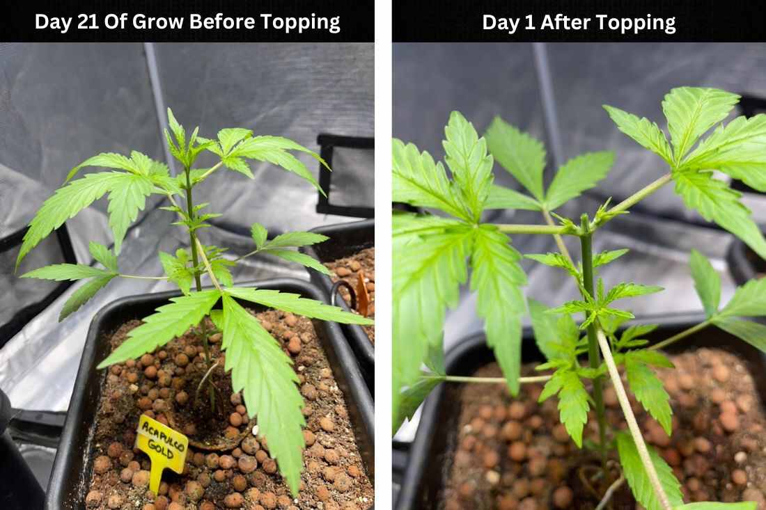 day 21 of grow day 1 of topping Acapulco gold auto cannabis plant