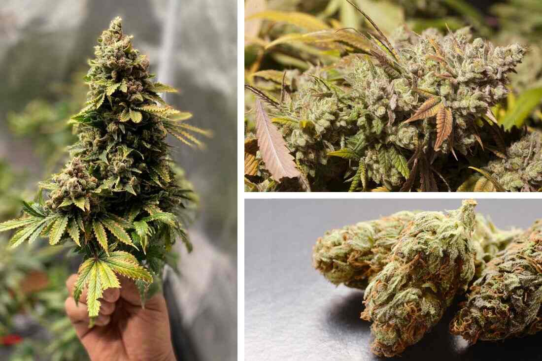 Gorilla glue cannabis strain