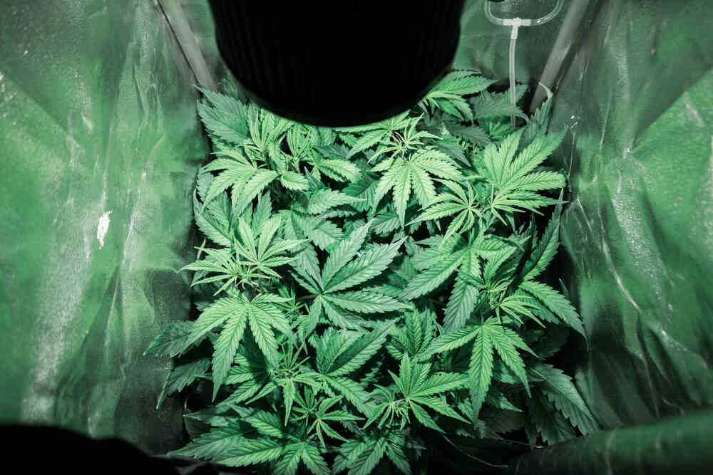 Sea of green cannabis grow in tent